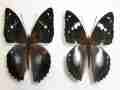 Mimathyma schrenckii (Heilongjiang China)  Ab(left) Normal(right) Aberration (Internet Image property of respective owner, non-commercial use only)